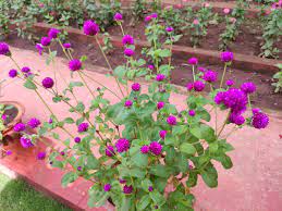 வன யட்சி on X: "Gomphrena globosa / வாடாமல்லி commonly known as globe  amaranth, makhmali, and vadamalli, is an edible plant from the family  Amaranthaceae. The round-shaped flower inflorescences are a visually  dominant