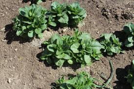 September is a perfect time to plant evergreen trees or shrubs of all kinds, as well as cover crops such as clover. 5 Crops You Can Still Plant In September Our Stoney Acres