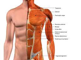 The pectoralis major muscles (also known as the pecs) are located on the front of the rib cage. 10 Best Chest Exercises For Men