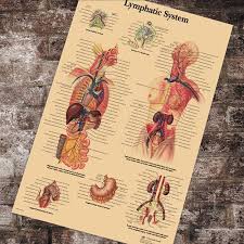Us 3 38 15 Off Medical Anatomy Anatomical Chart Lymphatic System Chart Classic Canvas Paintings Vintage Wall Posters Stickers Home Decor Gift In