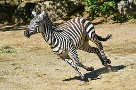 While they were once spread throughout the continent, the large equines are now only found in the eastern and while the plains zebra can be spotted throughout the country, south africa is also home to some of the world's last remaining populations of mountain. Plains Zebra The Maryland Zoo