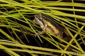 Image result for Micrococca capensis