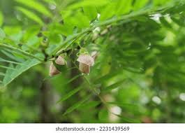 Image result for Ormocarpum