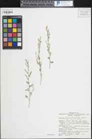 Image result for Tragia glabrata