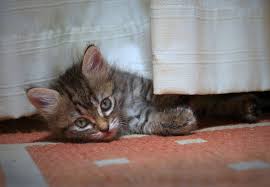 We did not find results for: Black And Gray Toyger Kitten Underneath White Table Mantle Hd Wallpaper Wallpaper Flare