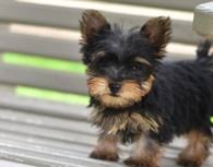 3 male & 3 female puppies all looking for a new home, they are playful, allergy. Yorkie Puppies For Sale In Tucson Az Shoppok