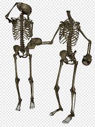 Download rib cage png images transparent gallery. Human Skeleton Skull Diplodocus Anatomy Skeleton Head Human Body Rib Cage Png Pngwing