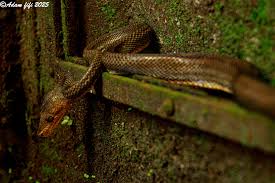 Image result for Scleria induta