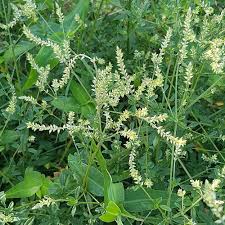 Image result for Achyropsis leptostachya