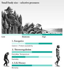 Image result for Beige 1972 Caloric