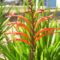 Image result for Bertiera aethiopica