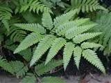 Image result for Pteris linearis