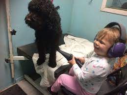 Get professional quality right at home with this dog set. Grooming Your Australian Labradoodle Shadowmountainlabradoodles