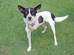 Check spelling or type a new query. Three Legged Border Collie Named Toby Looking To Get Adopted Readsector