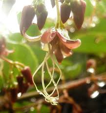 Image result for Tacazzea