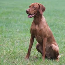 Image result for maďarský krátkosrstý ohař