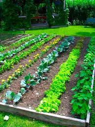 With these 10 backyard vegetable garden ideas, you will be able to find fresh salad every day as you can shop around in your backyard. Backyard Vegetable Garden Jpg 480 640 Pixels Backyard Vegetable Gardens Vegetable Garden For Beginners Vegetable Garden Design