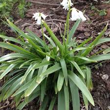 Among the most popular daffodils and daffodil bulbs are classic white and yellow daffodils, but we offer a wide selection of daffodil varieties for your garden. Small White Flowering Bulbs