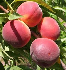 Maybe you would like to learn more about one of these? Cir1159 Mg374 Florida Peach And Nectarine Varieties