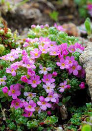 Androsace Alpina Androsace Dei Ghiacciai Alpen Mannsschild Androsace Des Alpes Alpski Oklep Primulaceae Alpine Flowers Container Gardening Flowers Flower Garden