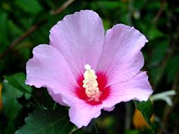 Image result for Hibiscus seineri