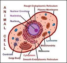 Maybe you would like to learn more about one of these? 2 New Downloads Plant Animal Cell Posters Labeled Download Club Members Can Download Htt Plant And Animal Cells Animal Cell Project Animal Cell Drawing