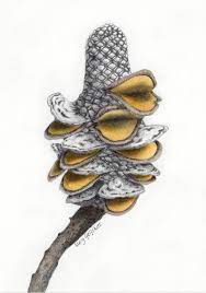 Banksia Seed Pod Drawing 1 Seed Pods Art Seed Pods Fungi Art