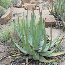 Image result for Aloe pienaarii