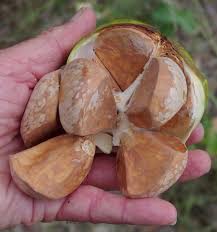 Image result for Xylocarpus