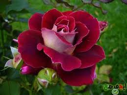 صور ورد طبيعي Buscar Con Google Rose Flower Beautiful Flowers Beautiful Roses