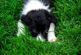 Our border collies are raised as family members as well as breeding dogs. Animal Rescue Michigan Border Collie Rescue Arm Bcr Home Facebook