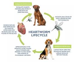 Why I Don T Give My Dog Heartworm Meds And Why You Shouldn T Either In 2020 Heartworm Dogs Naturally Magazine Meds For Dogs