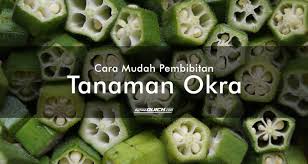 We did not find results for: Cara Mudah Pembibitan Tanaman Okra Petani Quick