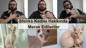 Ankara Kedimiz Pincir Beyaz Ankara Kedisi Youtube