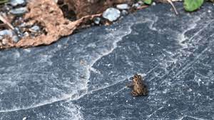 14 Places To Find Toads In Your Yard Toads N Frogs