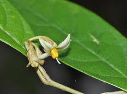 Image result for Solanum litoraneum