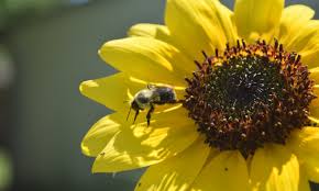 Multiple types of flowers can be placed around your bee house. 15 Organizations And Initiatives Helping To Save The Bees Food Tank