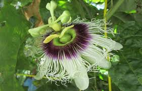Image result for Passiflora edulis