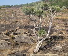 This is inexplicably a canadian classic. Euphorbia Tirucalli Wikipedia