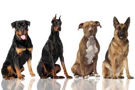 Animals classified as fighting or dangerous dogs may only be transported in special crates and exclusively in the hold. Top 4 Dangerous Dog Breeds Marshalls Pet Zone