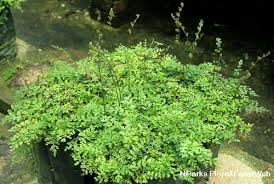 Image result for Bolbitis gemmifera