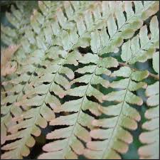 Image result for Dryopteris