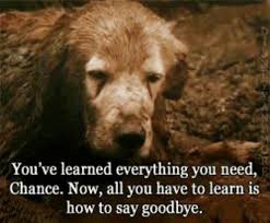 Check spelling or type a new query. Pin By Jacqueline On Animals When To Let Go Homeward Bound Movie The Incredibles