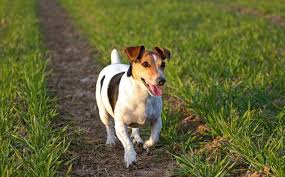 + cane da ferma tedesco a pelo corto(32). Il Mio Jack Russell Terrier Che Ora Ha Quasi Sei Anni Ha Sofferto Da Cucciolo Di Una Grave Forma Di Broncopolmonite Ab Ingestis Presenta Episodi Ripetuti Di Tosse Devo Sottoporlo Ad Accertamenti