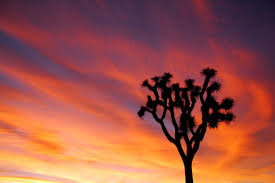 Maybe you would like to learn more about one of these? Joshua Tree National Park California Recreation Gov