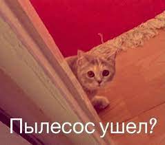 Смешные картинки котят с надписями &amp;mdash; подборка за Сентябрь