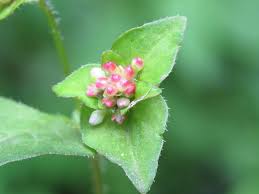 Image result for Persicaria nepalensis