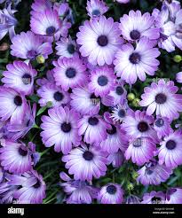 Image result for foto Osteospermum