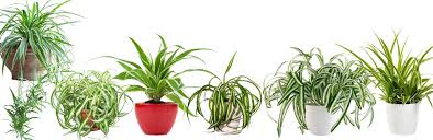 Image result for Chlorophytum silvaticum