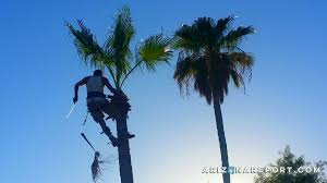 How to trim a palm tree. The High Art Of Pruning Palm Trees In Phoenix The Arizona Report